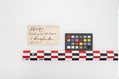 Etikett zu Bronzenadelspitzenschoner (NHMW-PRAE-026597)